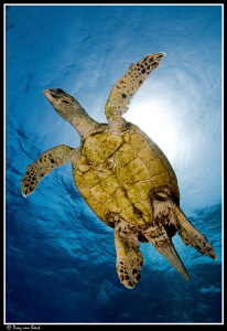 hawksbill turtle by Dray Van Beeck 